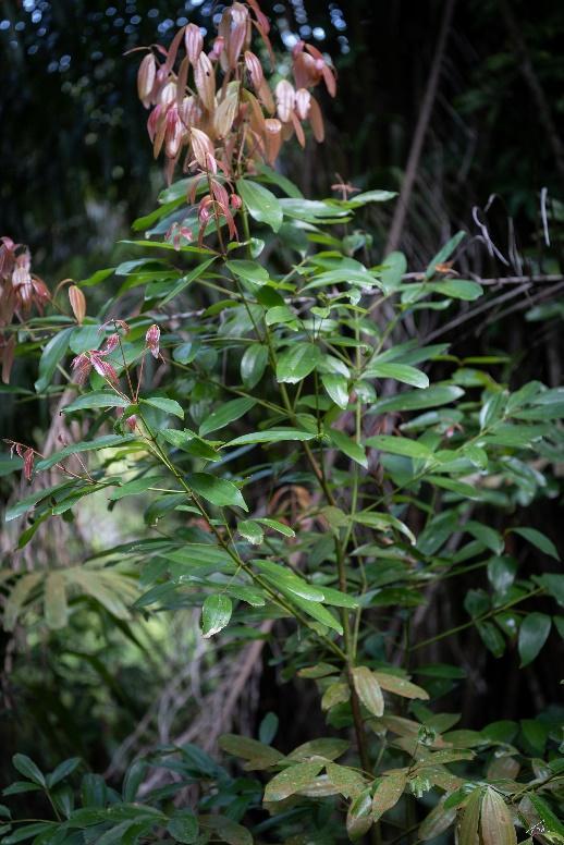 Close up of leaves of <em>Cinnamomum iners</em> (wild cinnamon tree), 2021 (Source: Wei Yang)