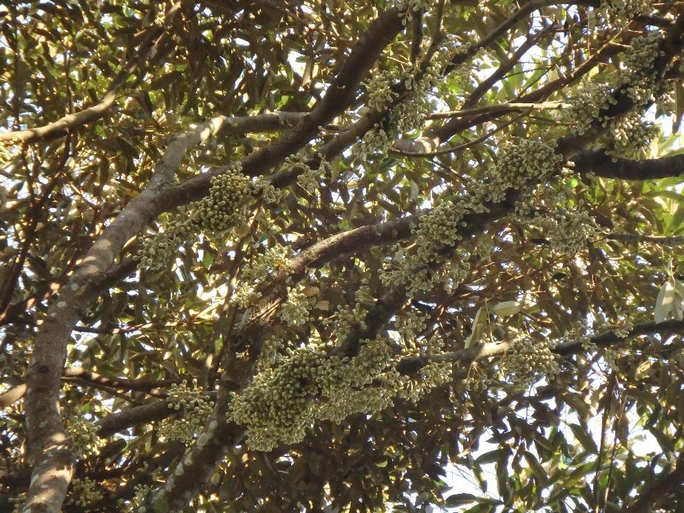 Blooming flowers of <em>Durio zibethinus</em> L. (durian), 2021 (Source: Samuel Lee)