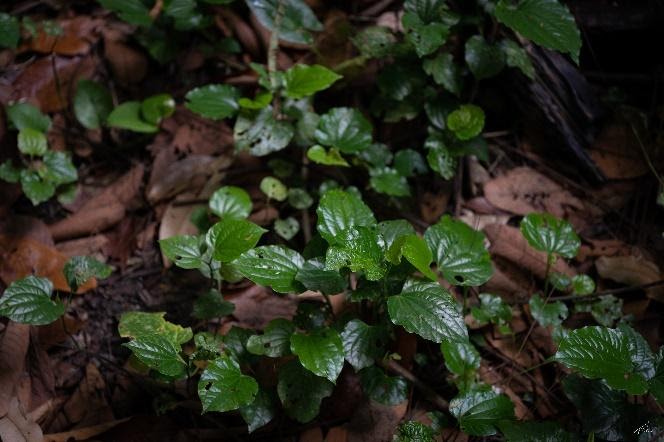 Leaves of <em>Piper sarmentosum</em> (wild pepper), 2021 (Source: Wei Yang)