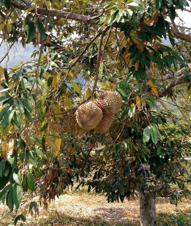 Fruits of <em>Durio zibethinus</em> L. (durian), 2014 (Source: Christian Advs Sltg/ Wikipedia Commons)