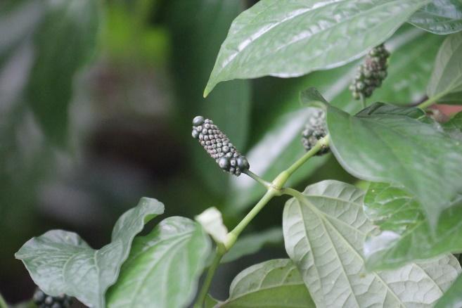 Fruits of <em>Piper sarmentosum</em> (wild pepper), 2014 (Source: Christian Advs Sltg/ Wikipedia Commons)