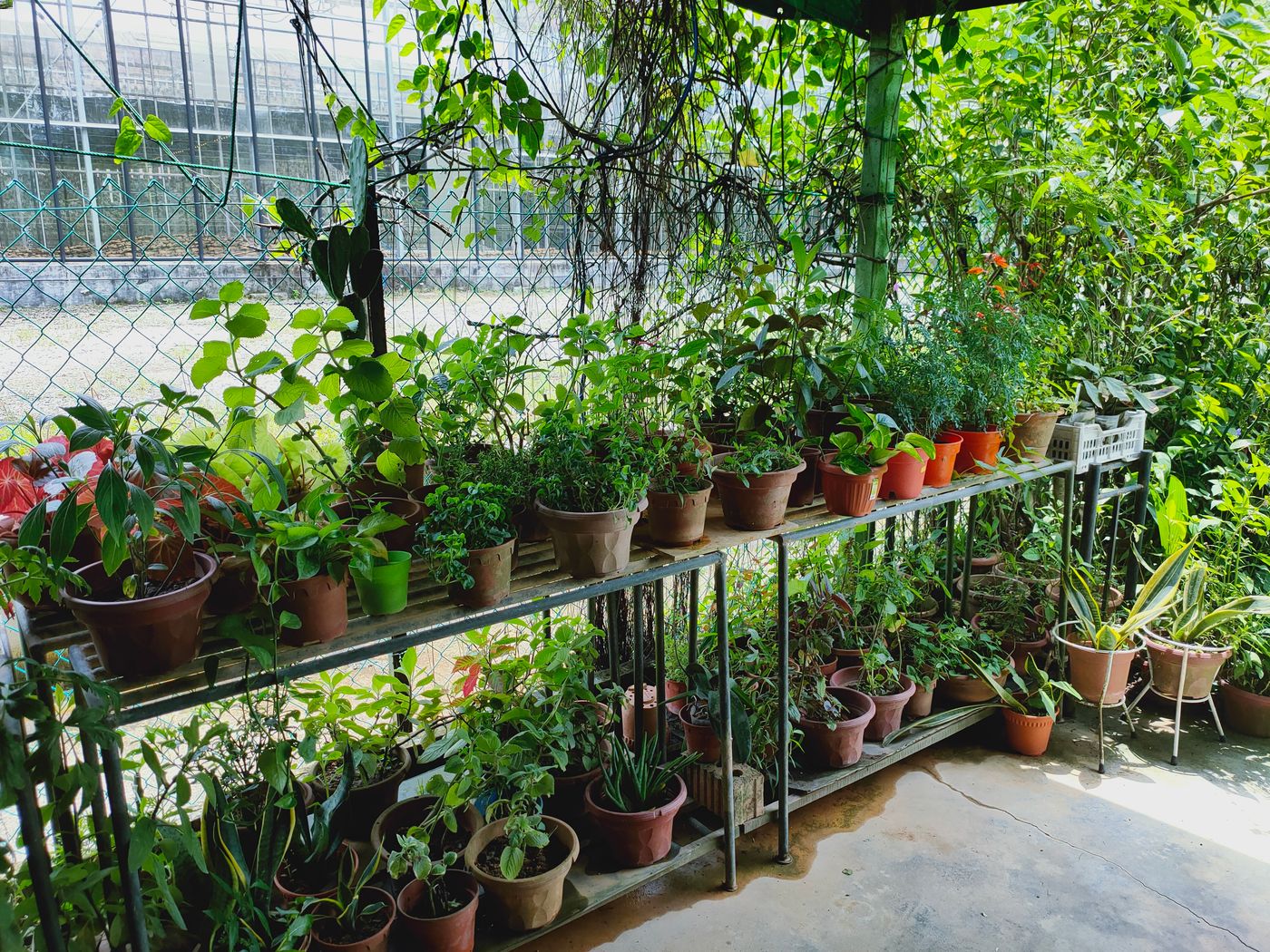 Uncle Tans Herb Garden