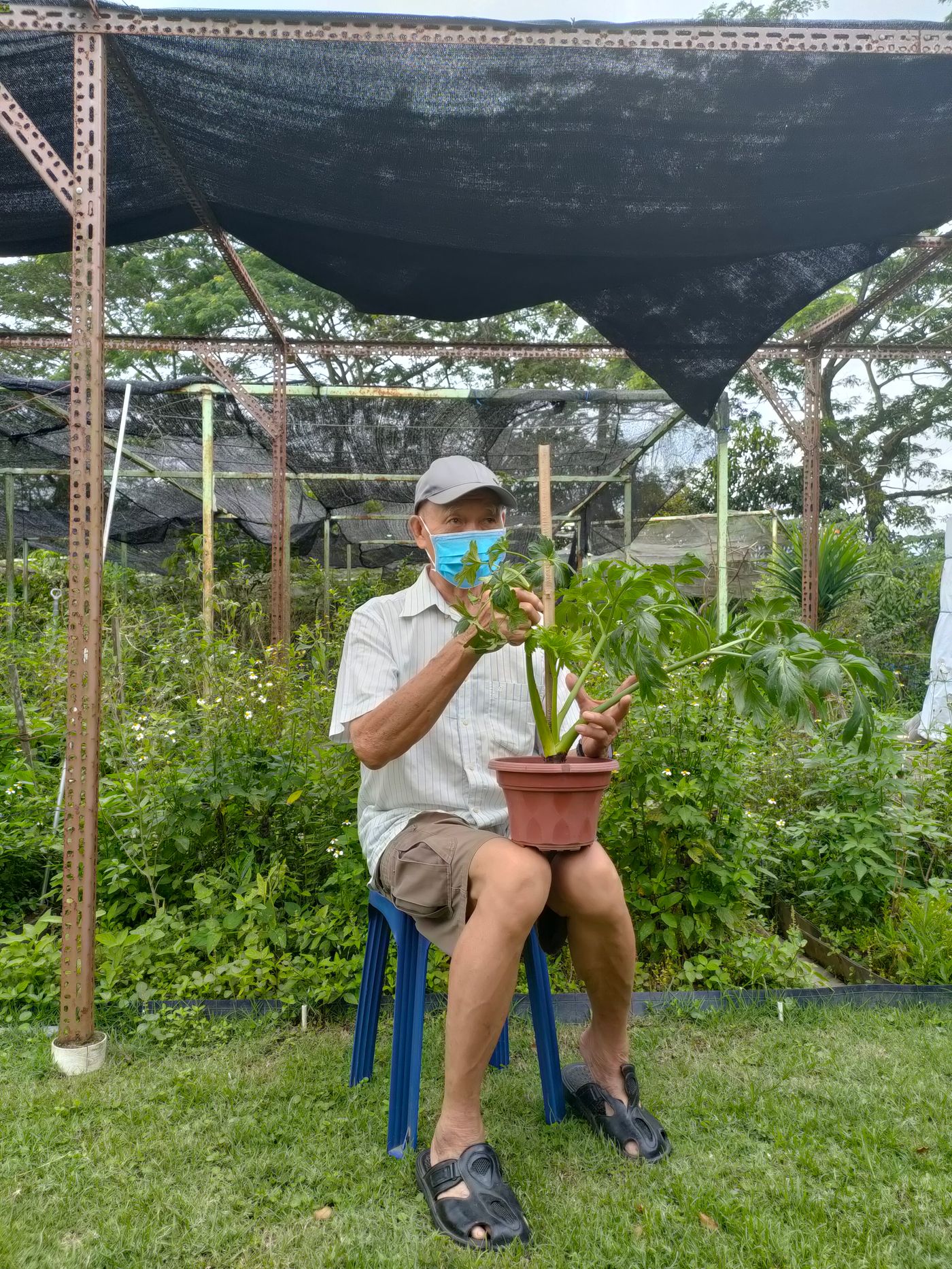Uncle Tans Herb Garden