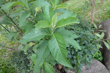 Uncle Tans Herb Garden