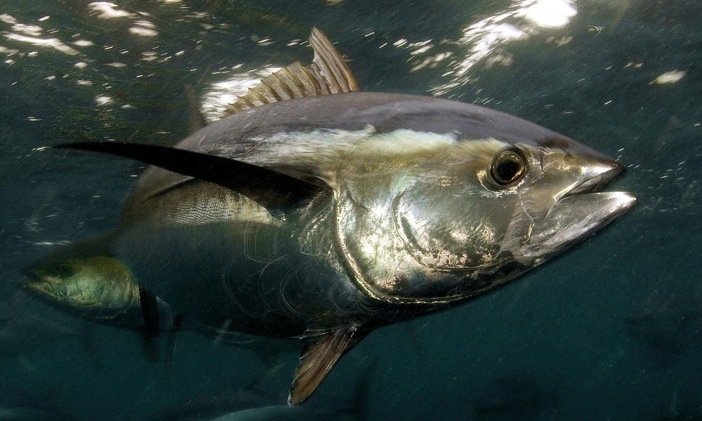 Journey of the Yellowfin Tuna