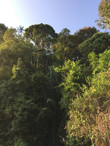 Ferns, Fish, and Trees:  A Virtual Tour of Place Names of Singapore