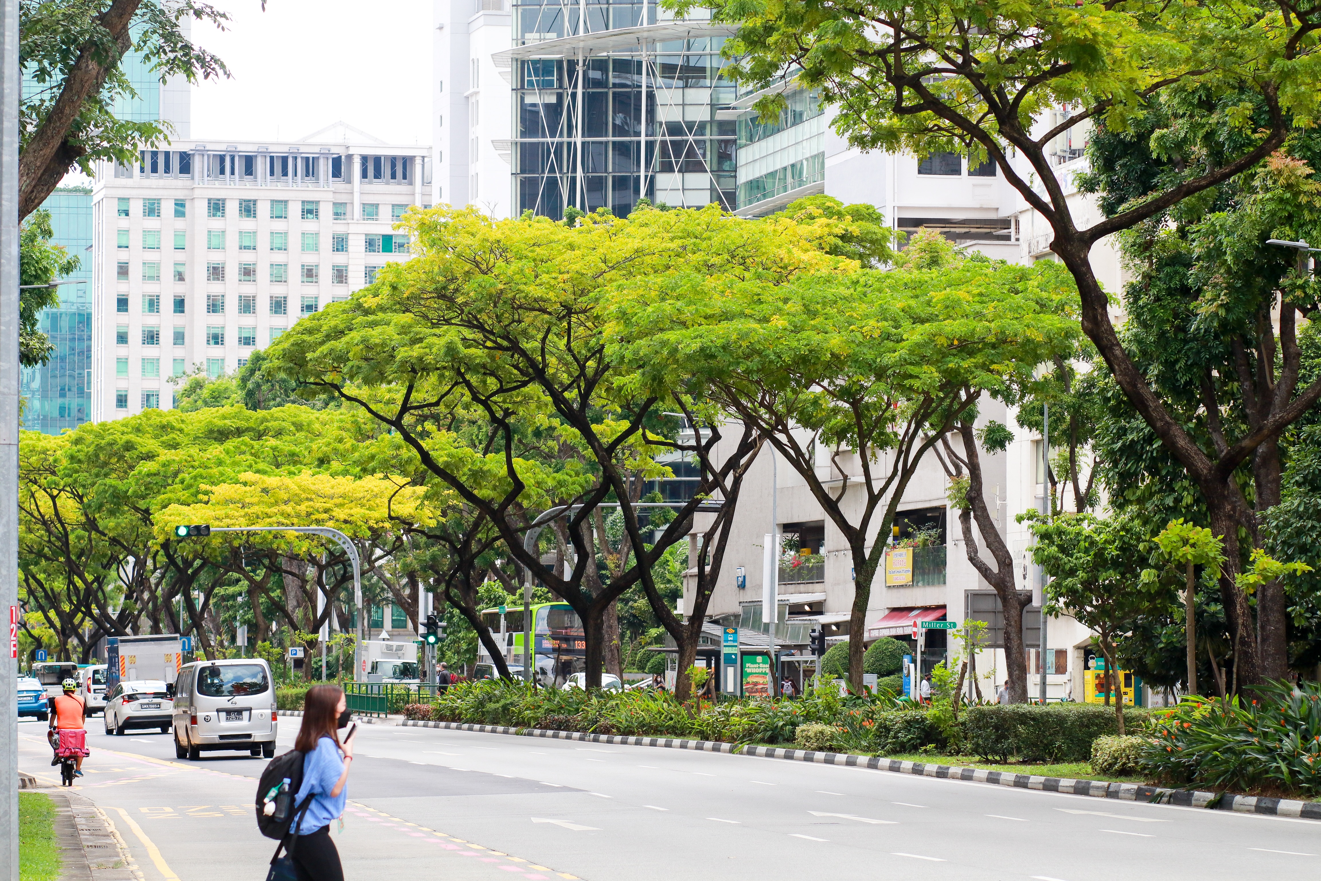Iconic-Trees-in-Singapore-Civic-District