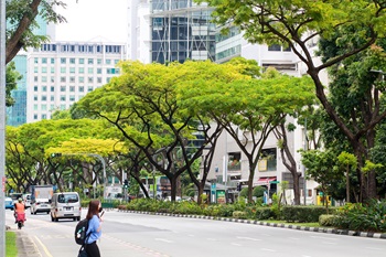 Iconic Trees in Singapore’s Civic District
