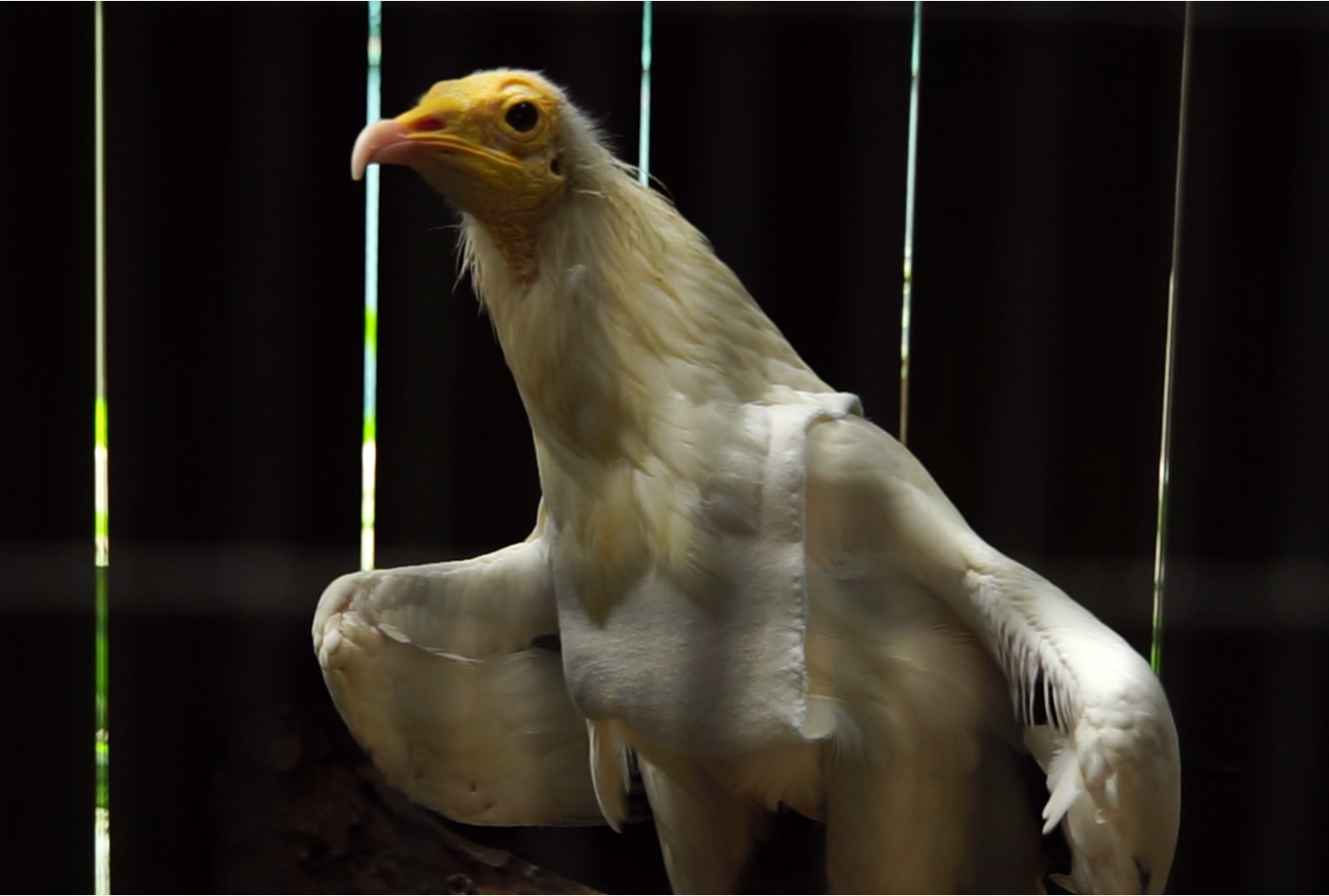 Rod, an Egyptian Vulture, is Jurong Bird Park’s oldest bird. Once a mainstay of the park’s Kings of the Skies presentation, he has since retired and currently resides in the Retirement Aviary outside the Hawk Arena. Credit: Jurong Bird Park