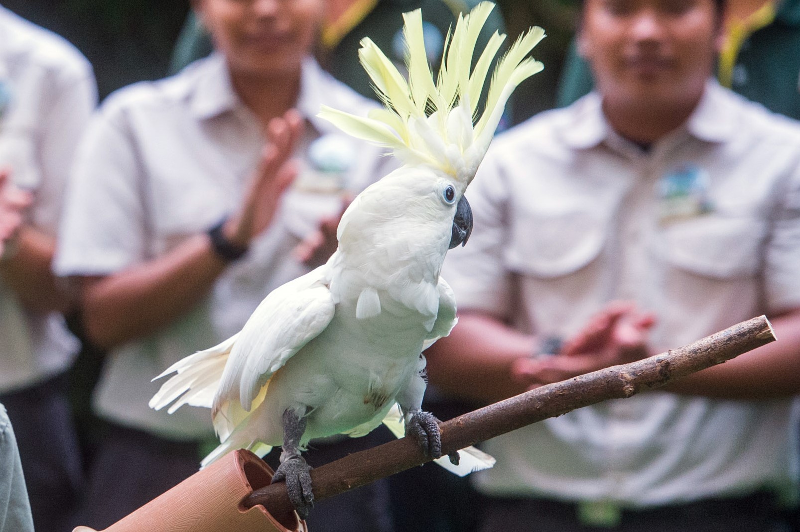 Jurong Bird Park’s oldest cockatoo, Big John, is older than the park itself as he was already an adult when the park first opened in 1971. The pioneer bird made special appearances at the JBP50 edition of the High Flyers presentation.