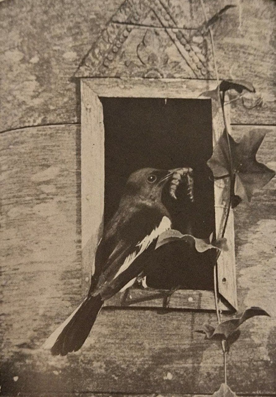 Magpie approaching nest.</br>1956, photograph also from Guy Madoc, from An introduction to Malayan birds. 