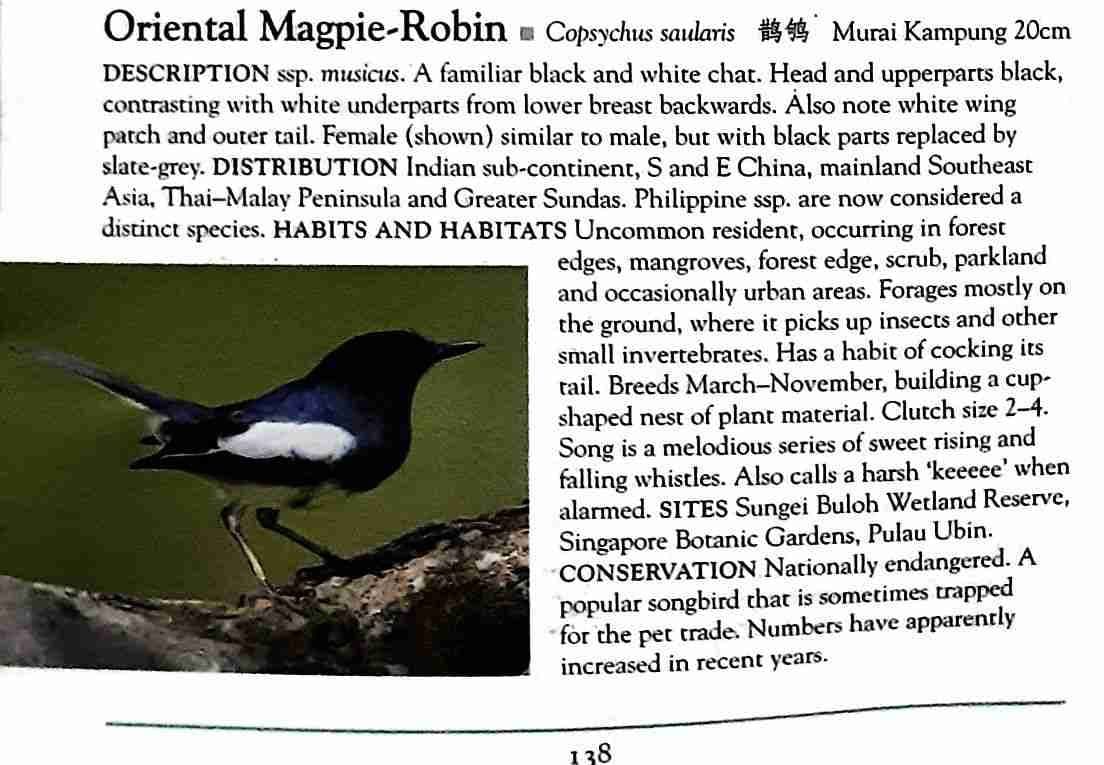 A Naturalist's Guide to the Birds of Singapore</br>2013, Retrieved from https://singapore.kinokuniya.com/bw/9781912081653. 