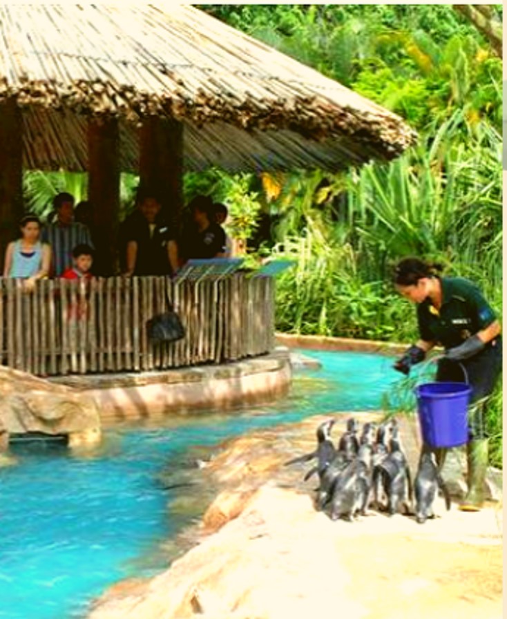The Penguin Coast in 2010, the year it opened. Credit: Jurong Bird Park