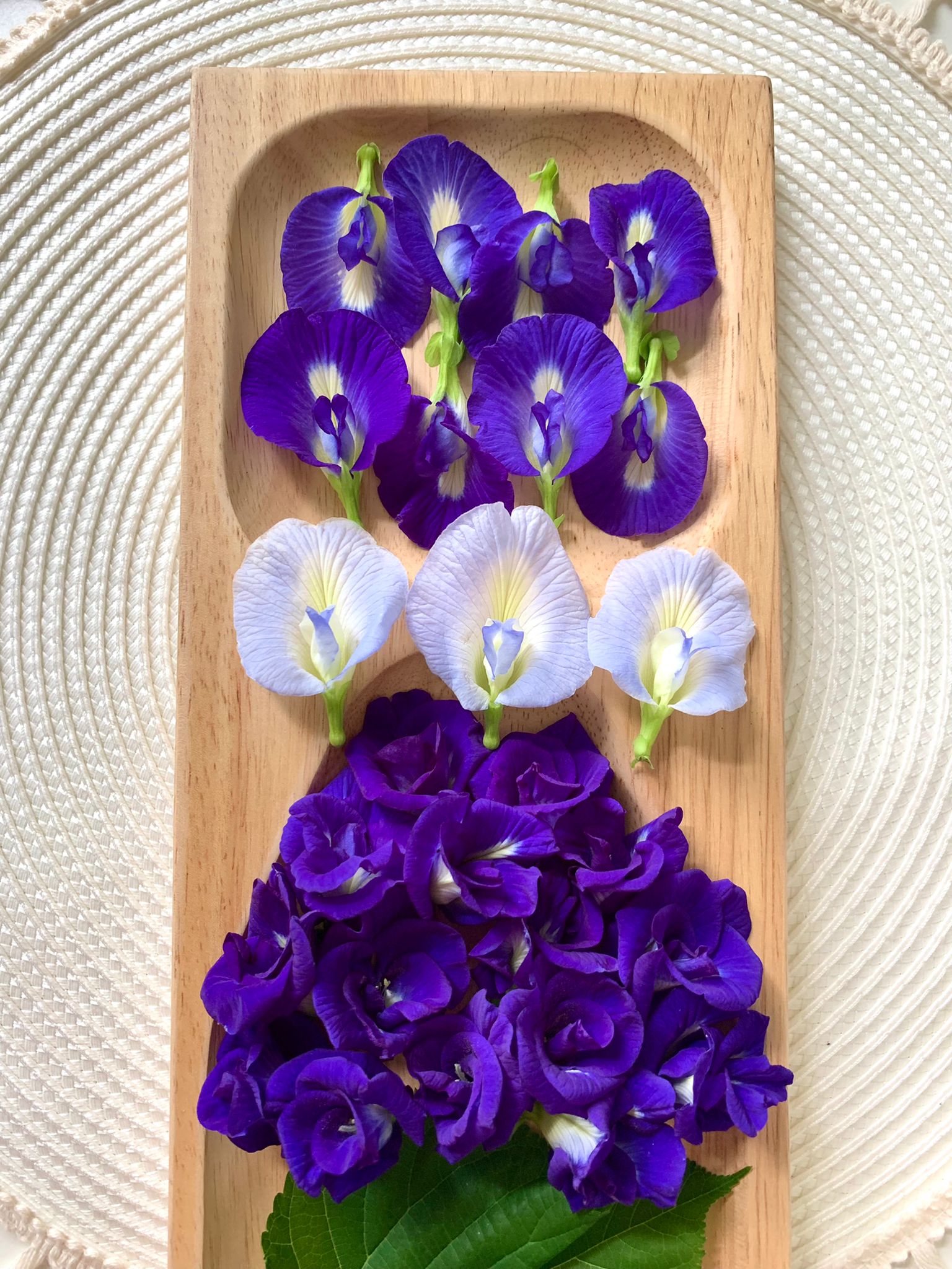42B_Blue Pea Flowers Workshop 2