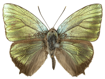 50A_A Digital Collection of Butterflies of Singapore _ Peninsular Malaysia_Arhopala trogon-min