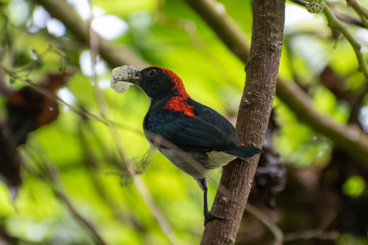 57A_Singapores Natural Heritage - Are we doing enough to safeguard its future 1