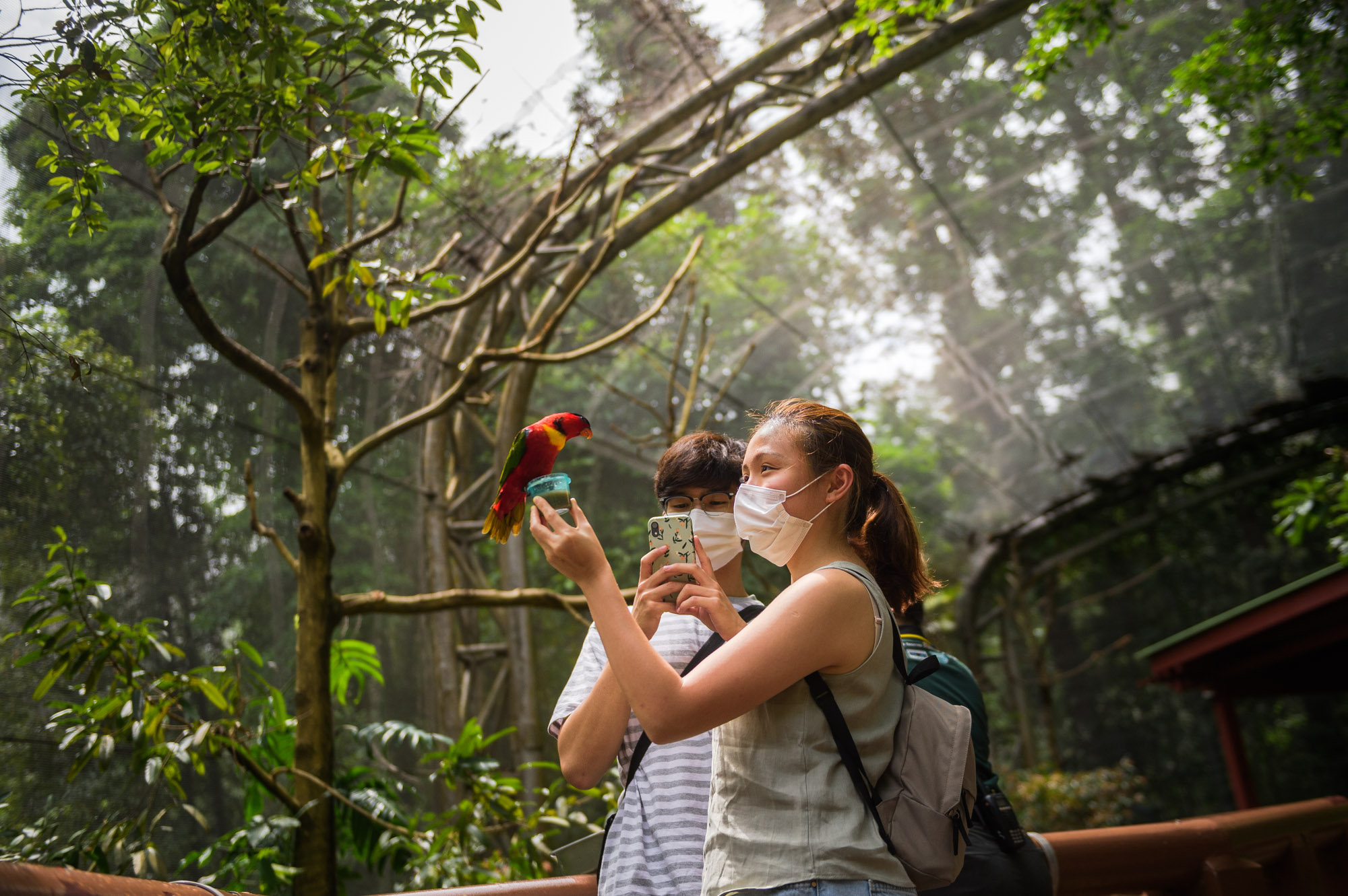 Birds of Paradise: Memories of Jurong Bird Park