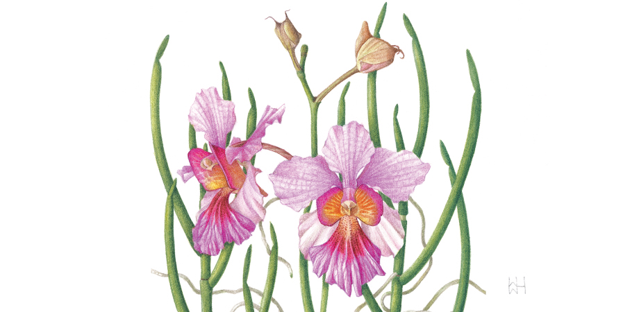 Orchid Cultivation Workshop @ Birthplace of Vanda Miss Joaquim